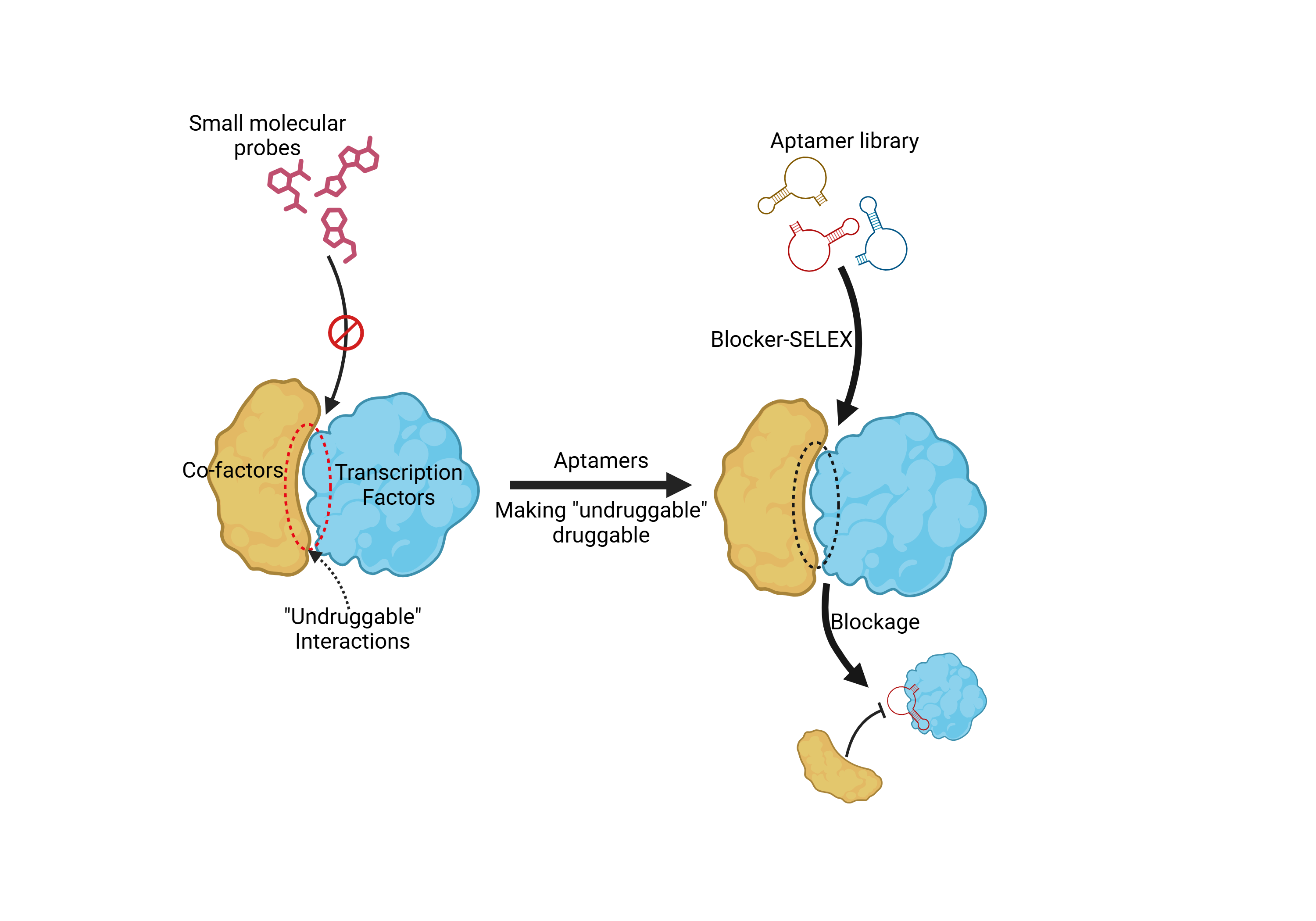 Blocker-SELEX: A Structure-Guided Strategy for Developing Inhibitory Aptamers Disrupting Undruggable Transcription Factor Interactions